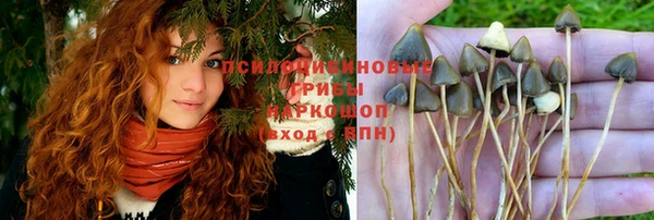 сатива Алзамай